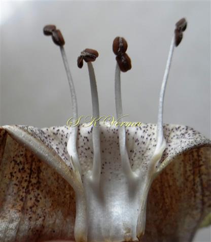  Stamens